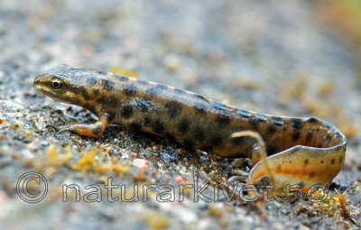 BB 06 0037 / Lissotriton vulgaris / Småsalamander